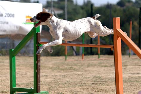 pòrno con animales